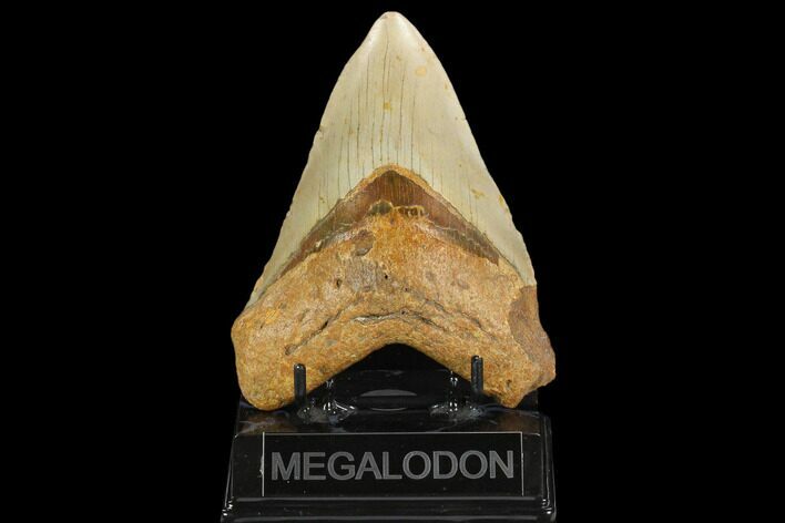 Fossil Megalodon Tooth - North Carolina #124972